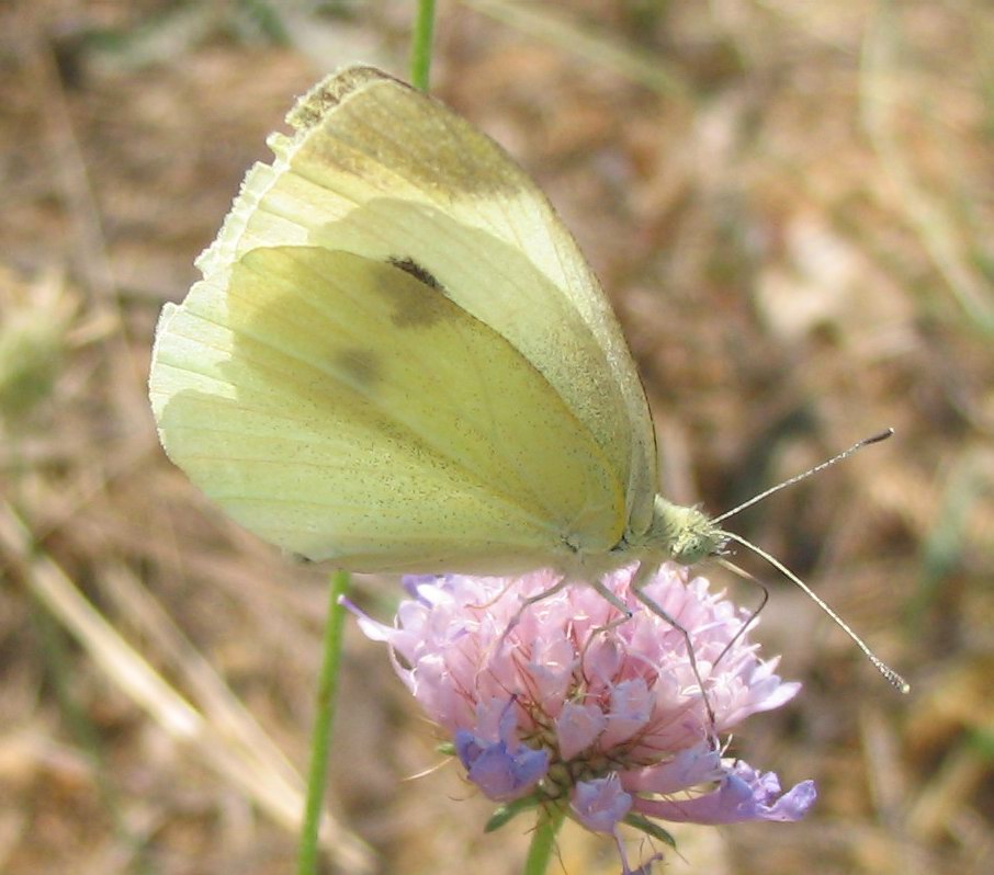 Pieris brassicae?